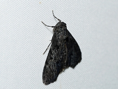 Stericta carbonalis