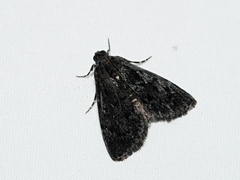 Stericta carbonalis