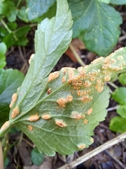 Puccinia smyrnii