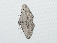 Psilosticha absorpta