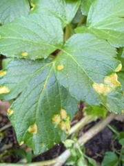 Puccinia smyrnii