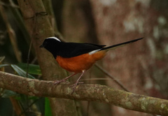 Copsychus stricklandii