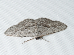 Psilosticha absorpta