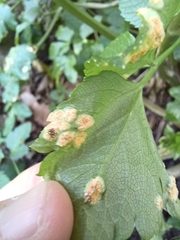 Puccinia smyrnii