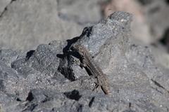Liolaemus scorialis