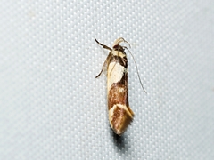 Macrobathra chrysotoxa