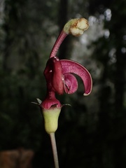 Burmeistera cyclostigmata