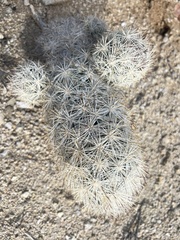 Escobaria alversonii