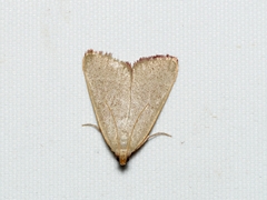 Hypsopygia albidalis