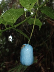 Burmeistera cyclostigmata