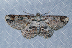Iridopsis appetens