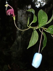 Burmeistera cyclostigmata