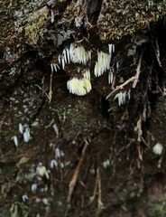 Mucronella fusiformis