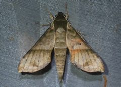 Xylophanes tyndarus