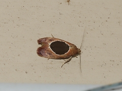 Hoplomorpha abalienella