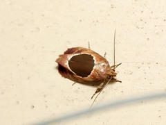 Hoplomorpha abalienella