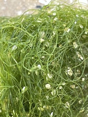 Caulerpa crispata