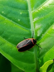 Iphirhina limbata