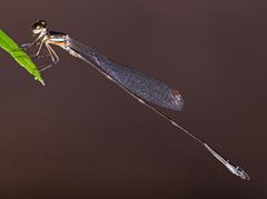 Platystictidae