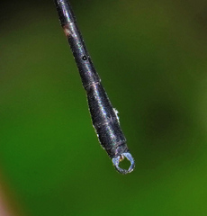 Devadatta tanduk