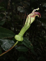 Centropogon nigricans
