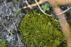 Pleuridium subulatum