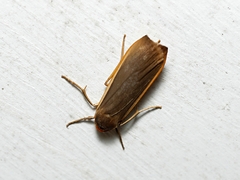 Palaeosia bicosta