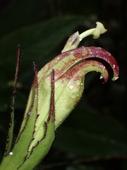 Centropogon nigricans