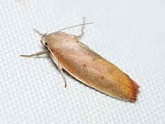 Ptyoptila matutinella