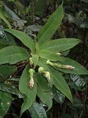 Centropogon nigricans