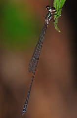 Platystictidae