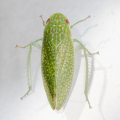 Rugosana