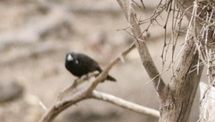 Bubalornis albirostris