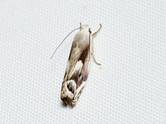 Plectophila discalis