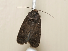 Proteuxoa nyctereutica