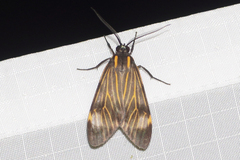 Eucereon costulata