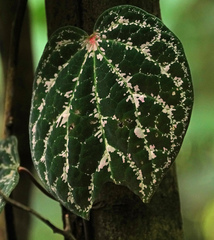 Piper porphyrophyllum