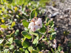 Arctostaphylos crustacea