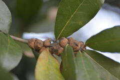 Disholcaspis quercusvirens