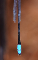 Stenagrion dubium