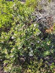 Arctostaphylos crustacea