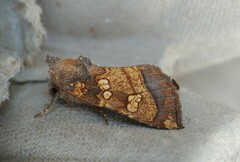 Papaipema cataphracta