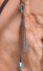 Stenagrion dubium