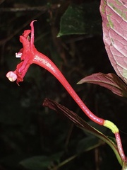 Fuchsia macrostigma