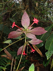 Fuchsia macrostigma