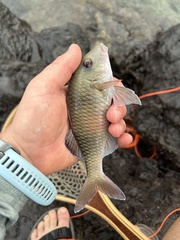 Parupeneus insularis