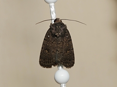 Proteuxoa nyctereutica