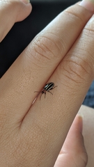 Disonycha glabrata