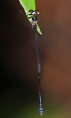 Drepanosticta rufostigma