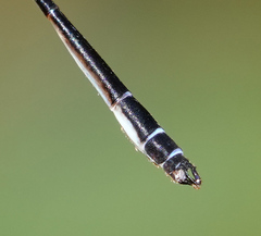 Drepanosticta rufostigma